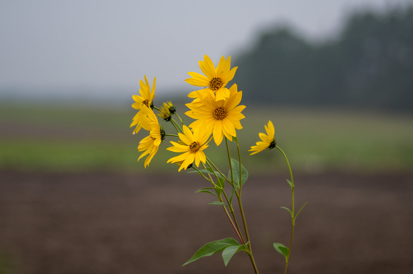 Helianthus pauciflorus (showy sunflower)