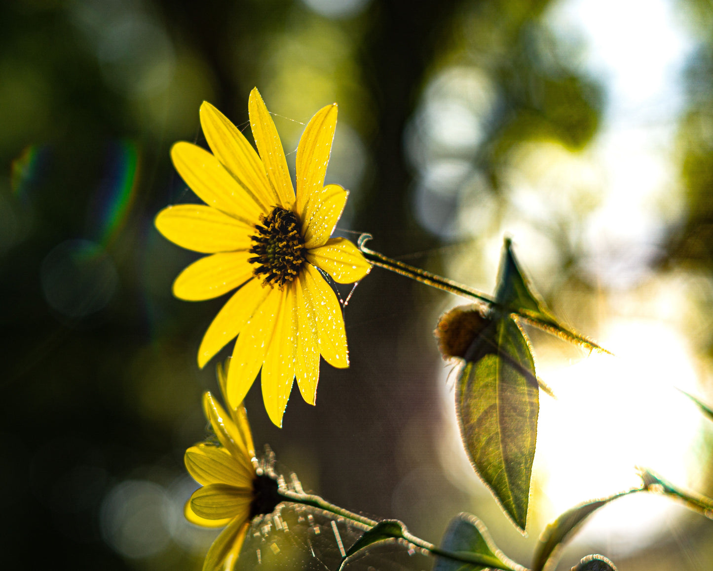 Helianthus pauciflorus (showy sunflower)