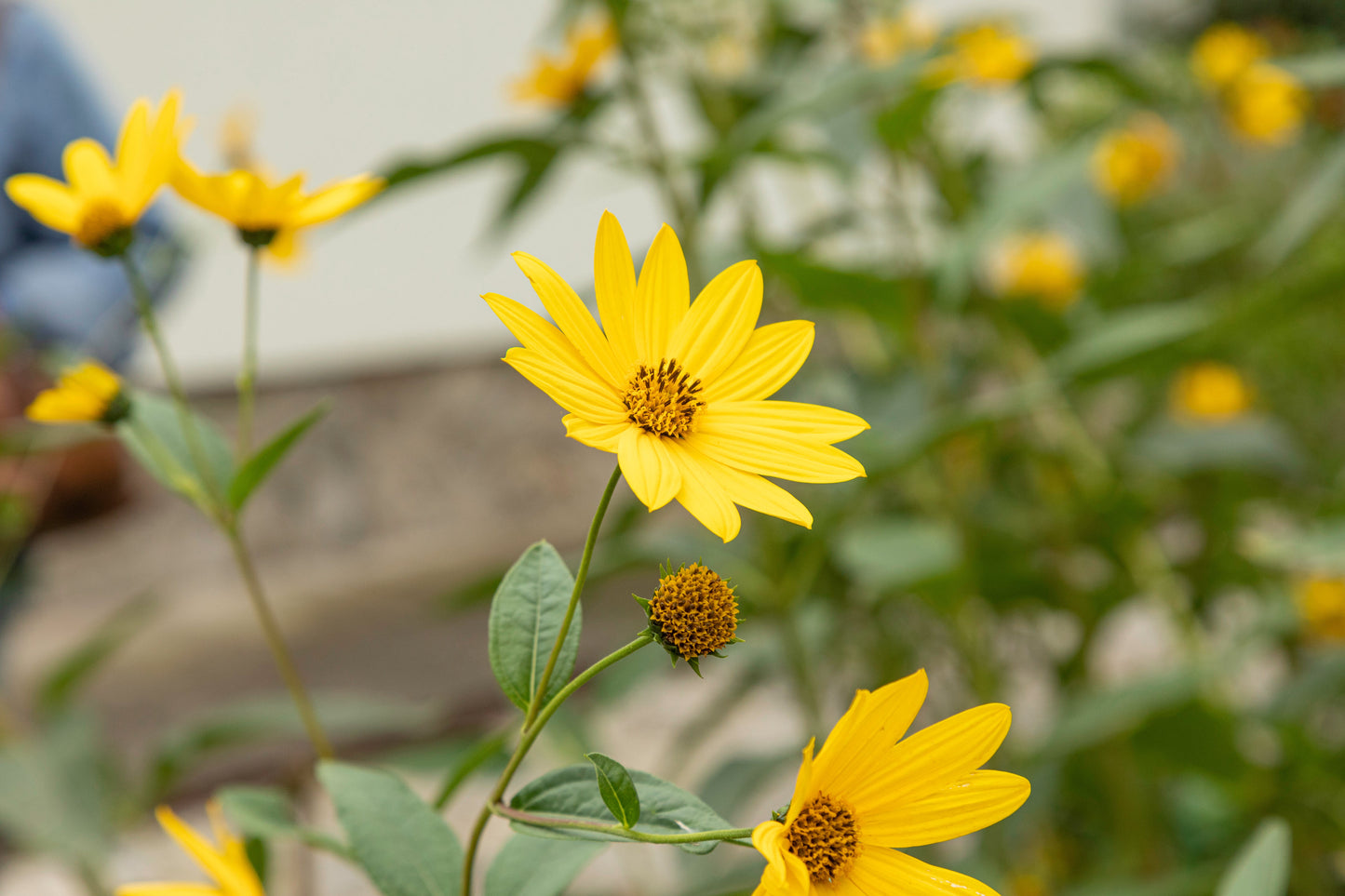 Helianthus pauciflorus (showy sunflower)