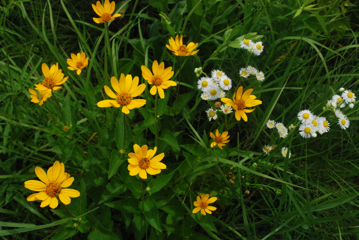 Helianthus strumosus (pale-leaved sunflower)