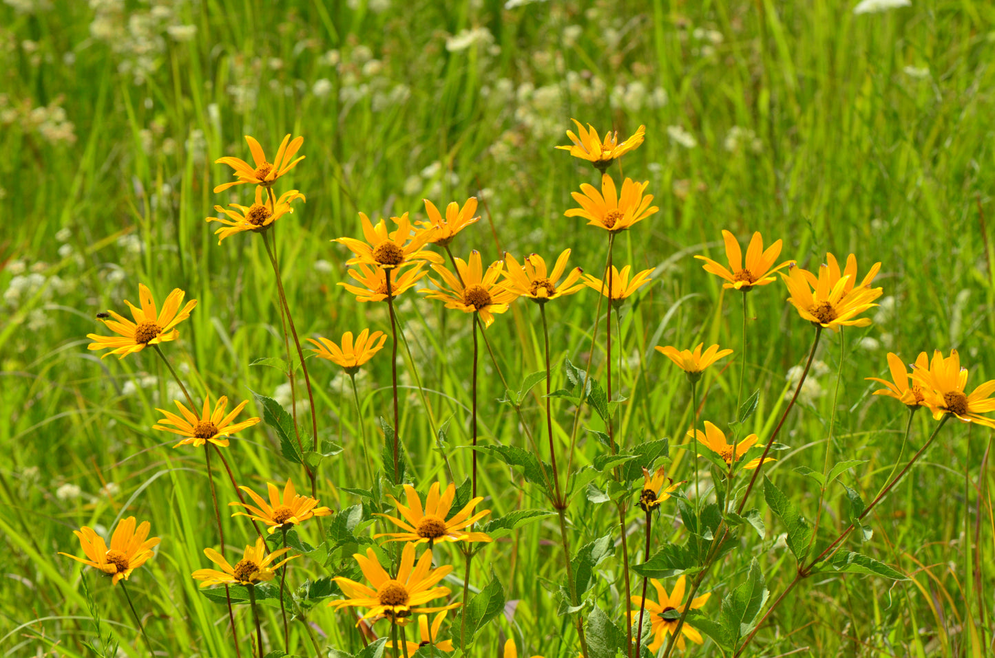 Helianthus strumosus (pale-leaved sunflower)