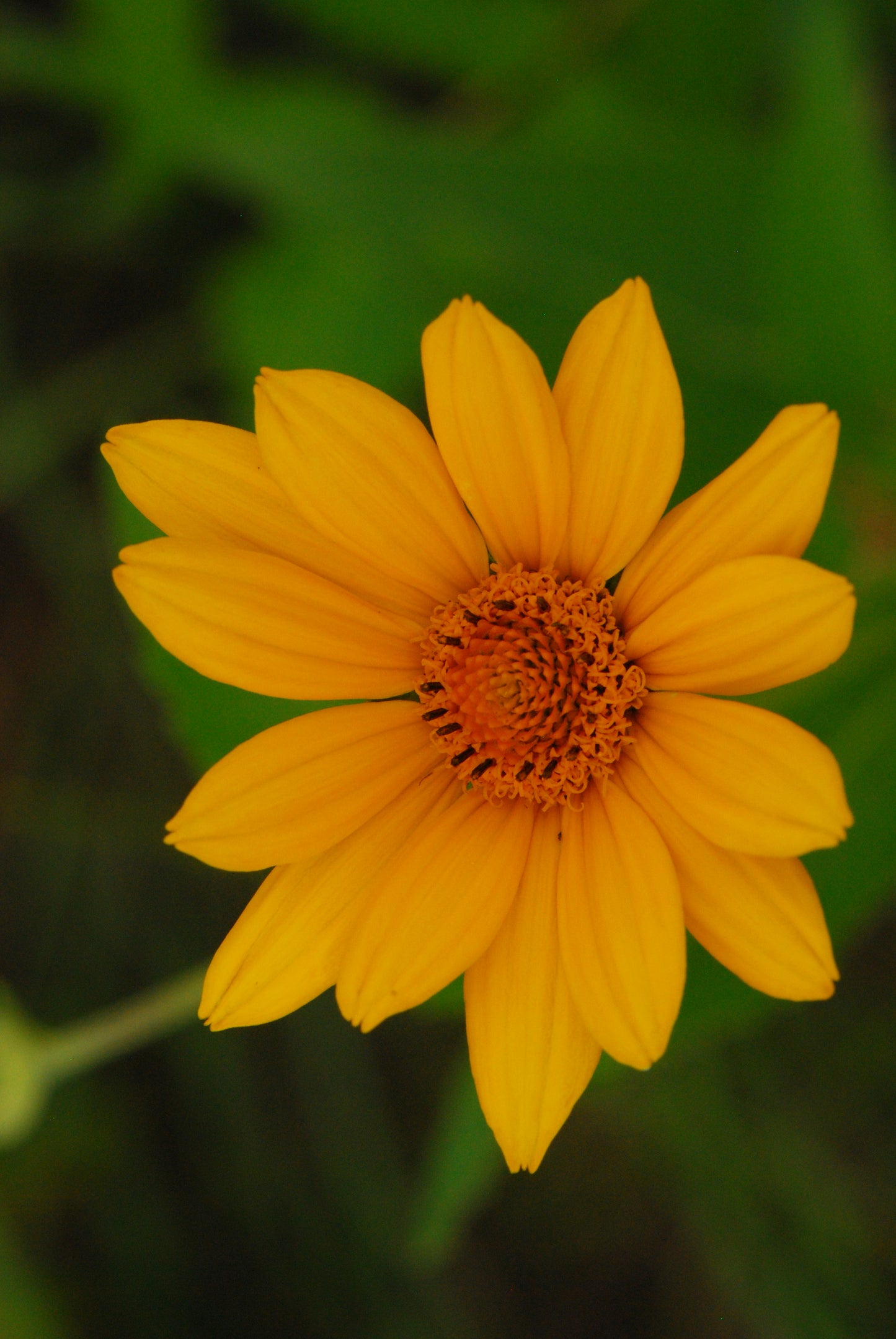 Helianthus strumosus (pale-leaved sunflower)