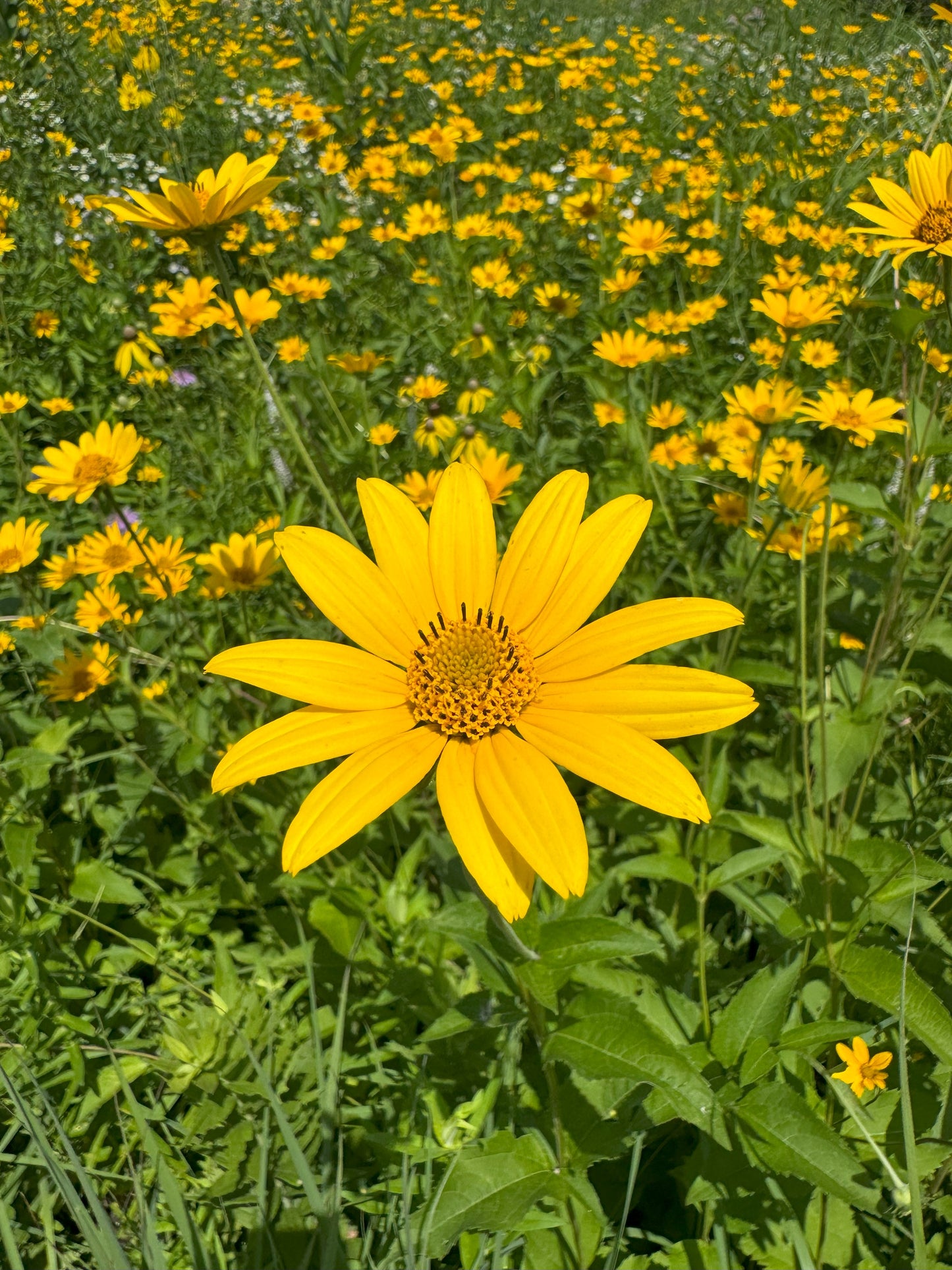 Heliopsis helianthoides (early sunflower)