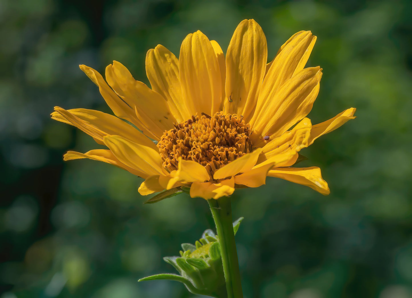 Heliopsis helianthoides (early sunflower)