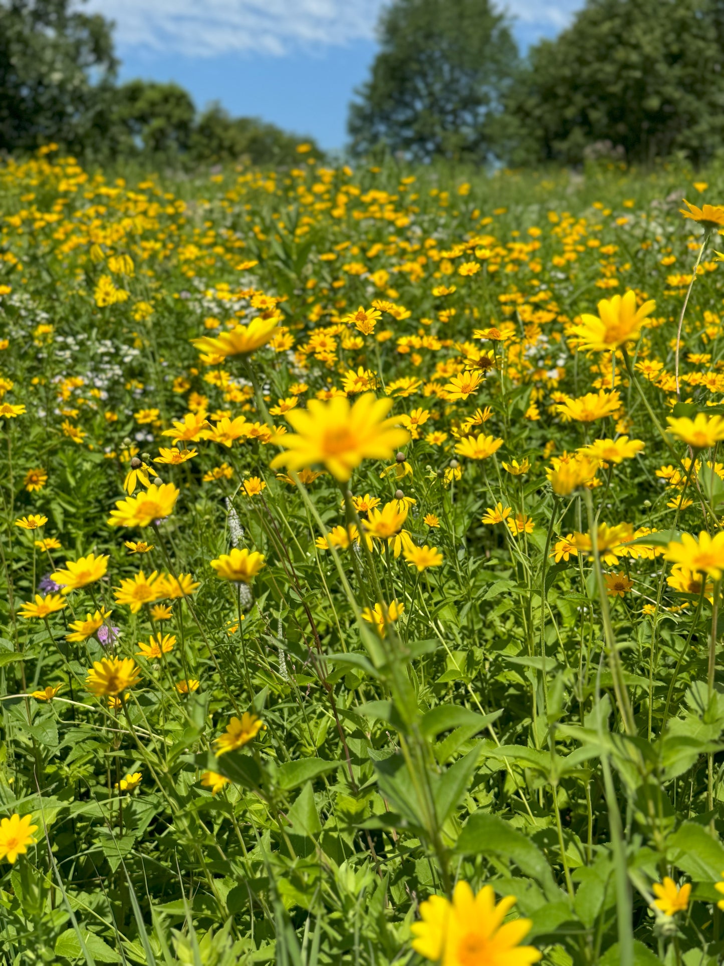 Heliopsis helianthoides (early sunflower)