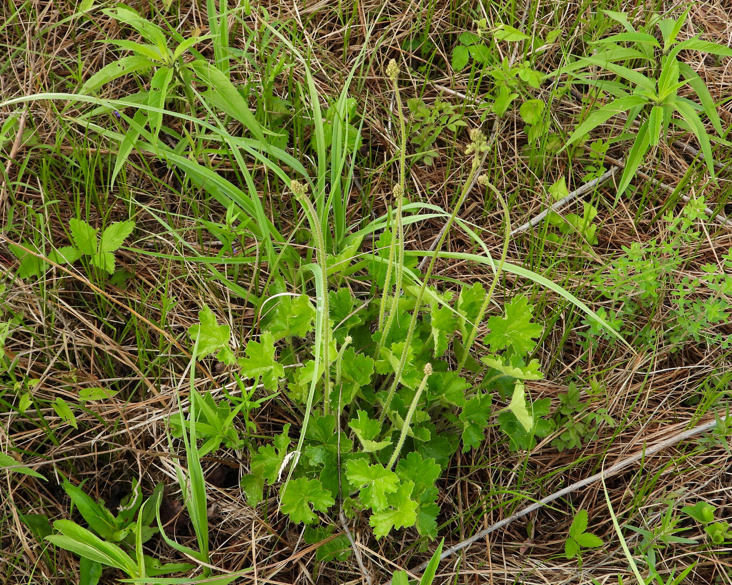 Heuchera richardsonii (prairie alumroot)