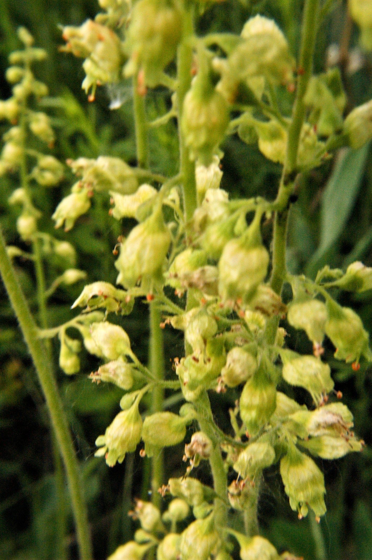 Heuchera richardsonii (prairie alumroot)