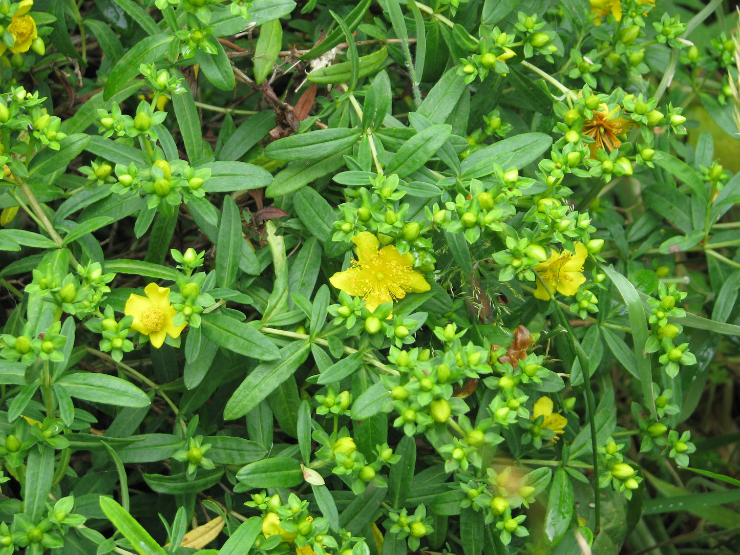 Hypericum kalmianum (Kalm's St. John's wort)