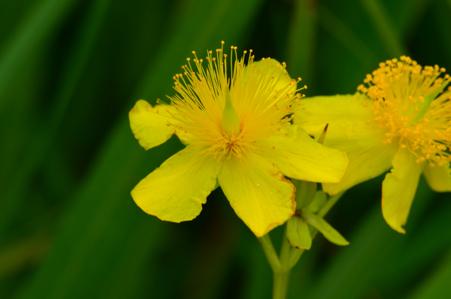 Hypericum kalmianum (Kalm's St. John's wort)
