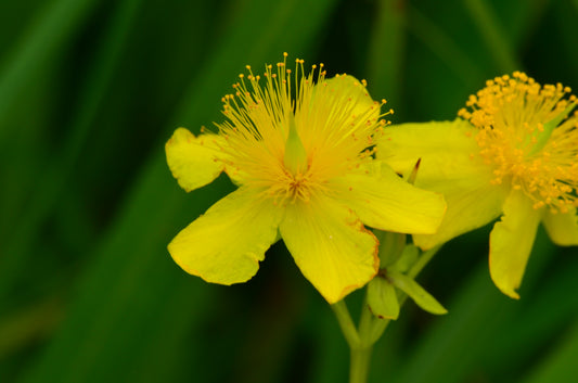 Hypericum kalmianum (Kalm's St. John's wort)