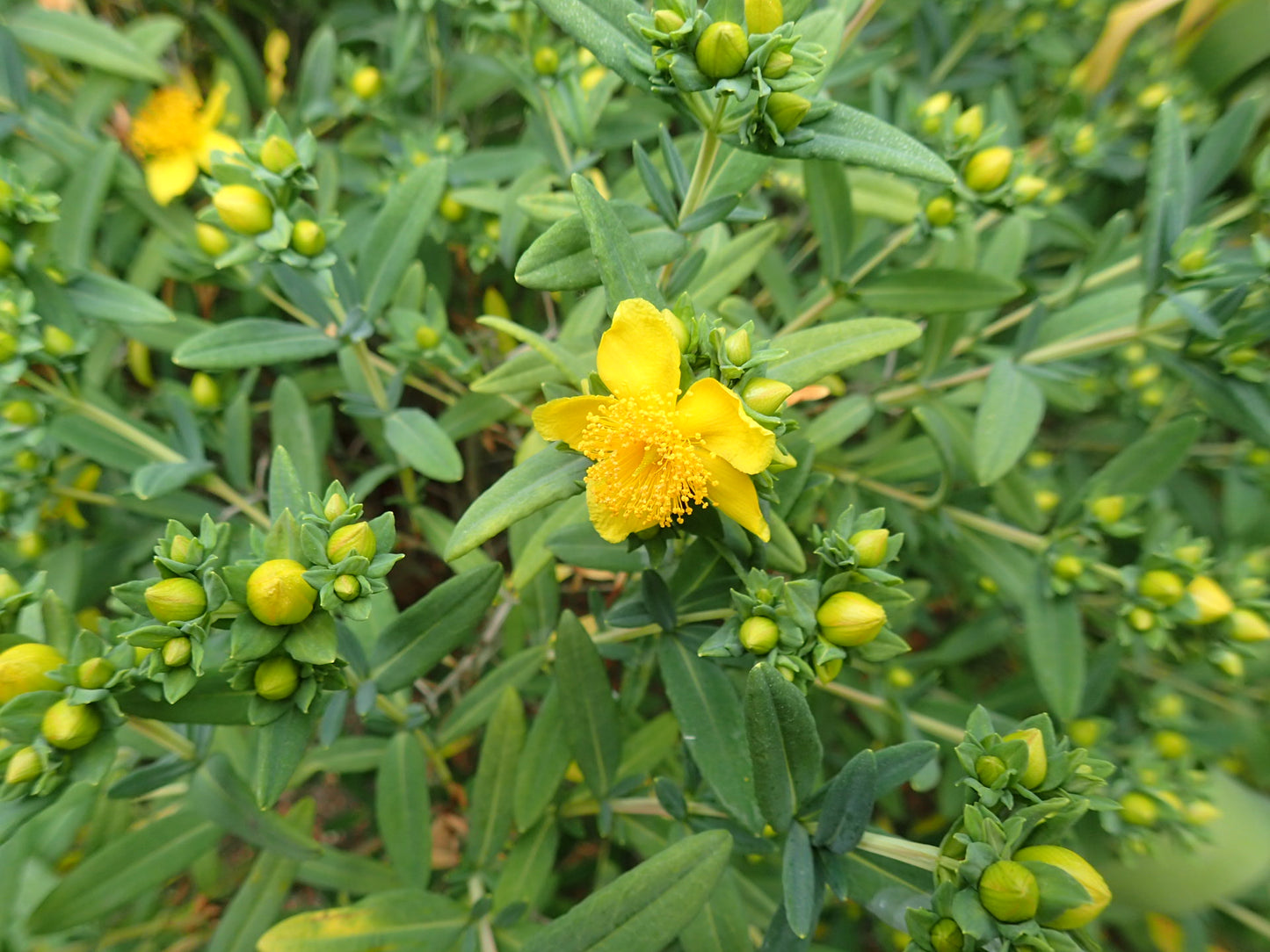 Hypericum kalmianum (Kalm's St. John's wort)