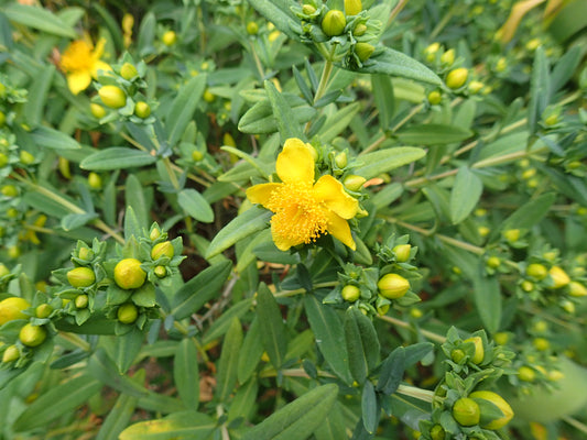 Hypericum kalmianum (Kalm's St. John's wort)