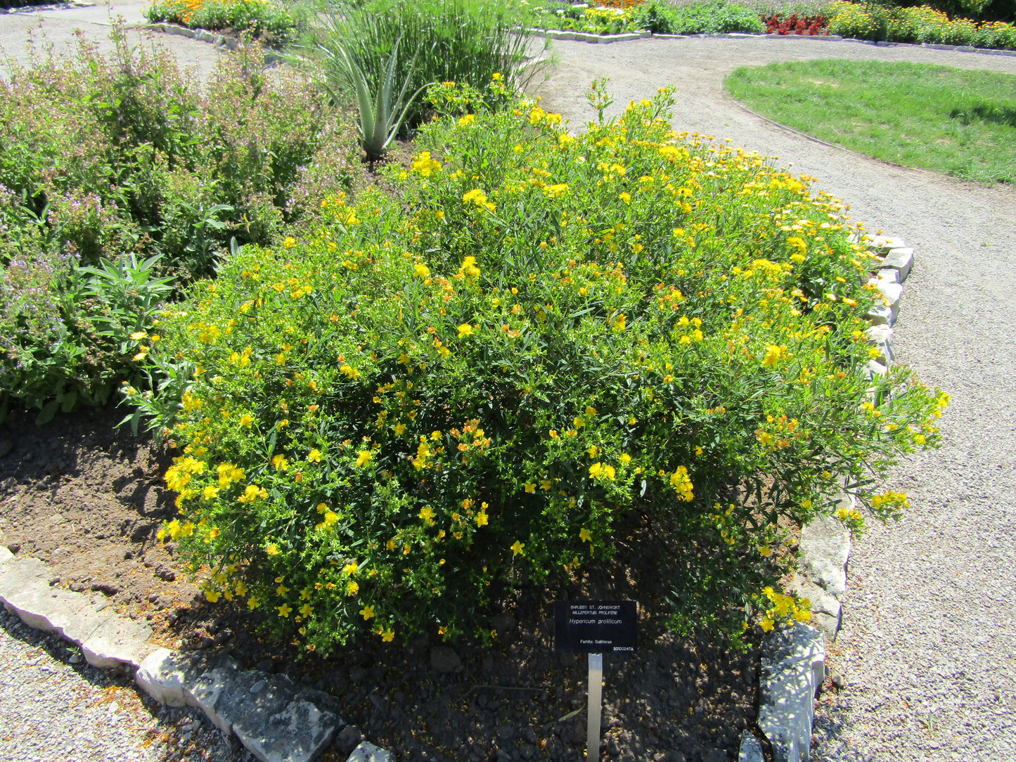 Hypericum prolificum (shrubby St. John's wort)