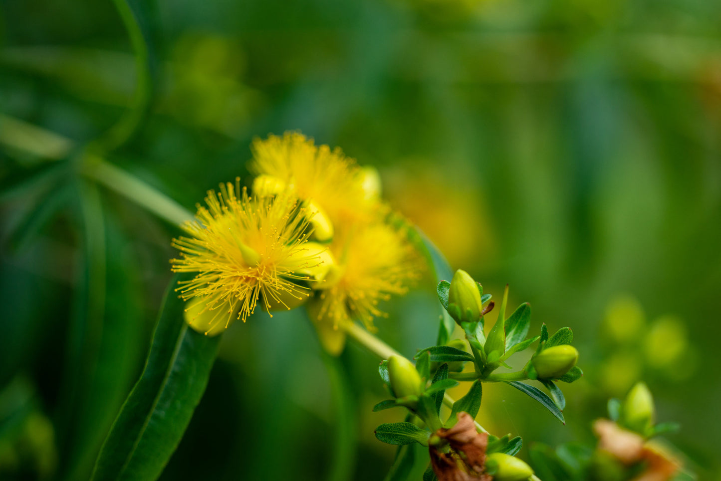 Hypericum prolificum (shrubby St. John's wort)