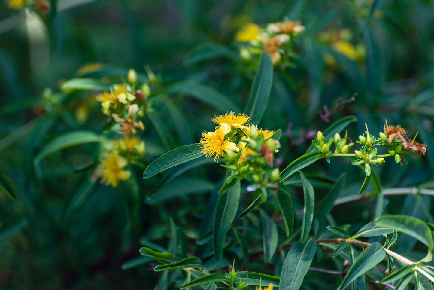 Hypericum prolificum (shrubby St. John's wort)