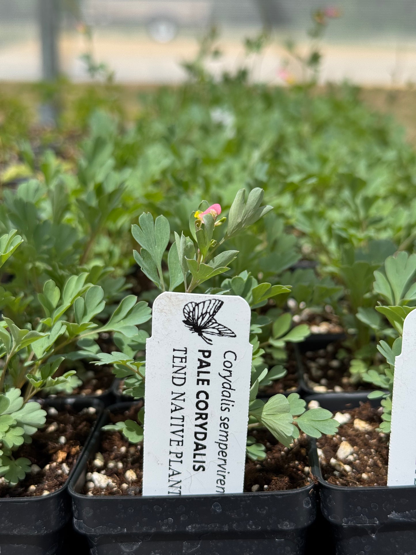Corydalis sempervirens (pale corydalis)