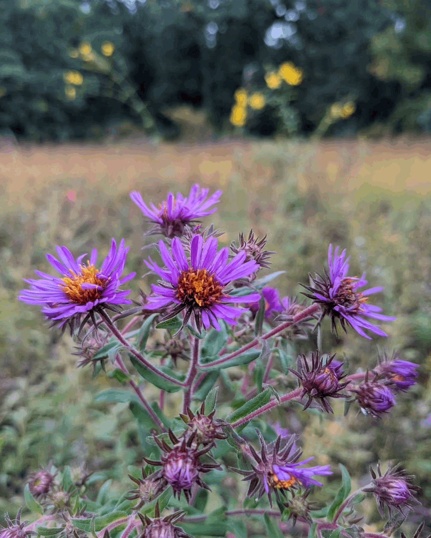 Symphyotrichum novae-angliae (New England aster)