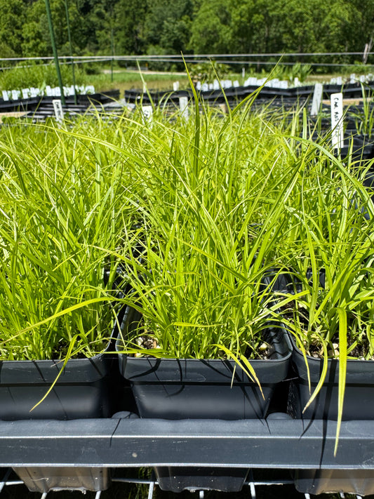 Carex normalis (greater straw sedge)