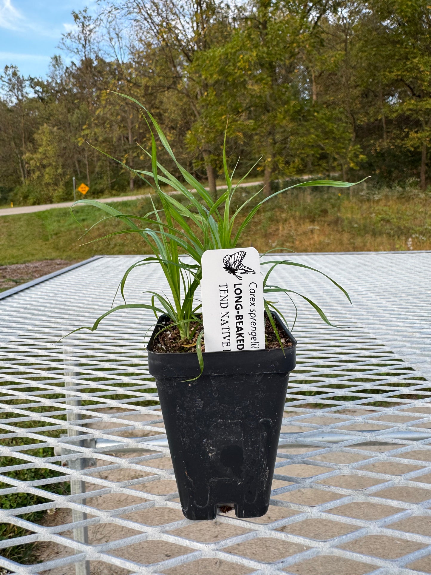 Carex sprengelii (long-beaked sedge)