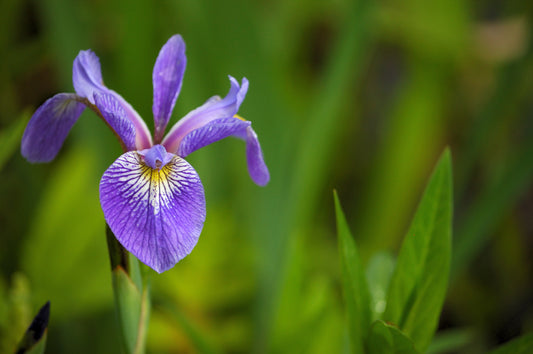 Iris versicolor (northern blue flag iris)