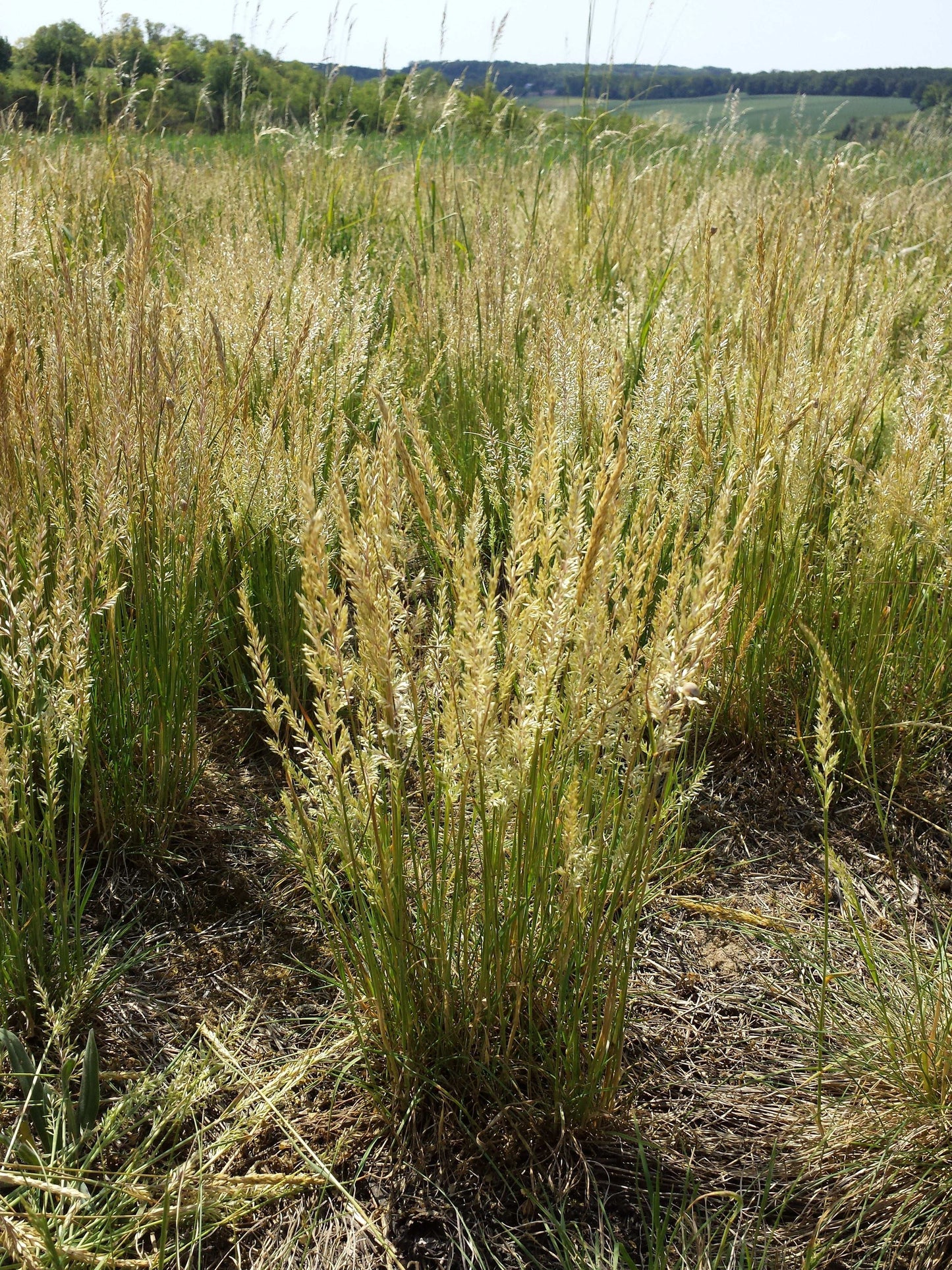 Koeleria macrantha (June grass)