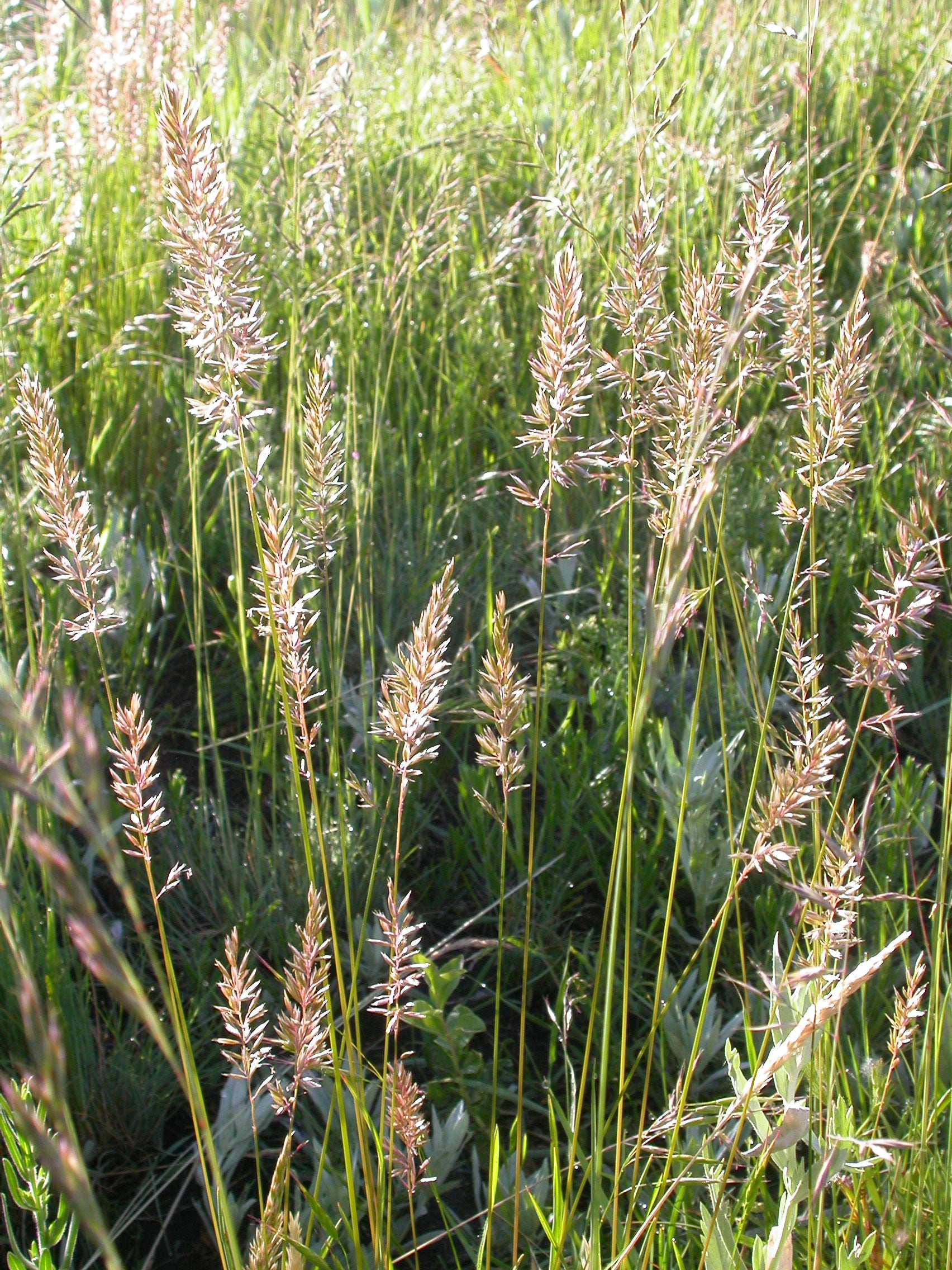 Koeleria macrantha (June grass)