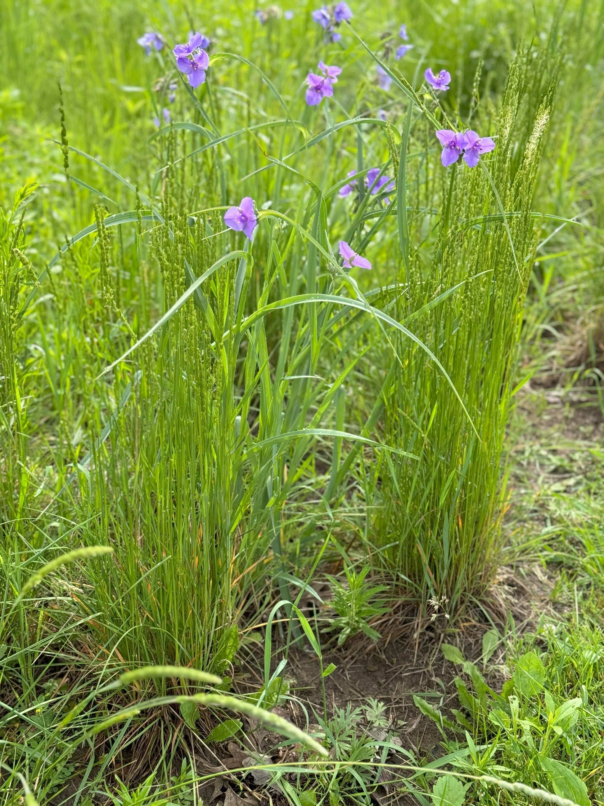 Koeleria macrantha (June grass)