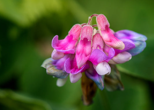 Lathyrus venosus (veiny pea)