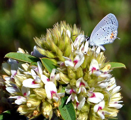 Lespedeza capitata (round-headed bush clover)