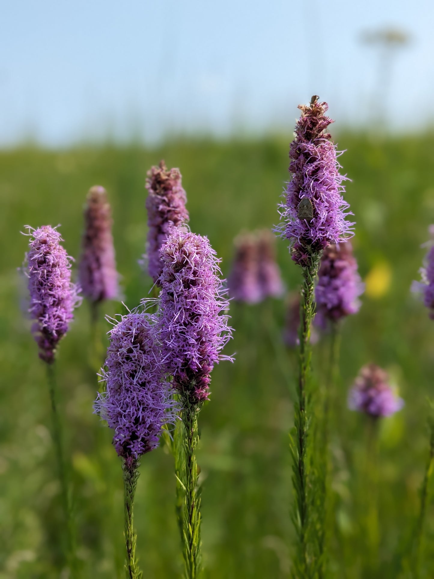 Sampler Pack for Summer (6 Plants)