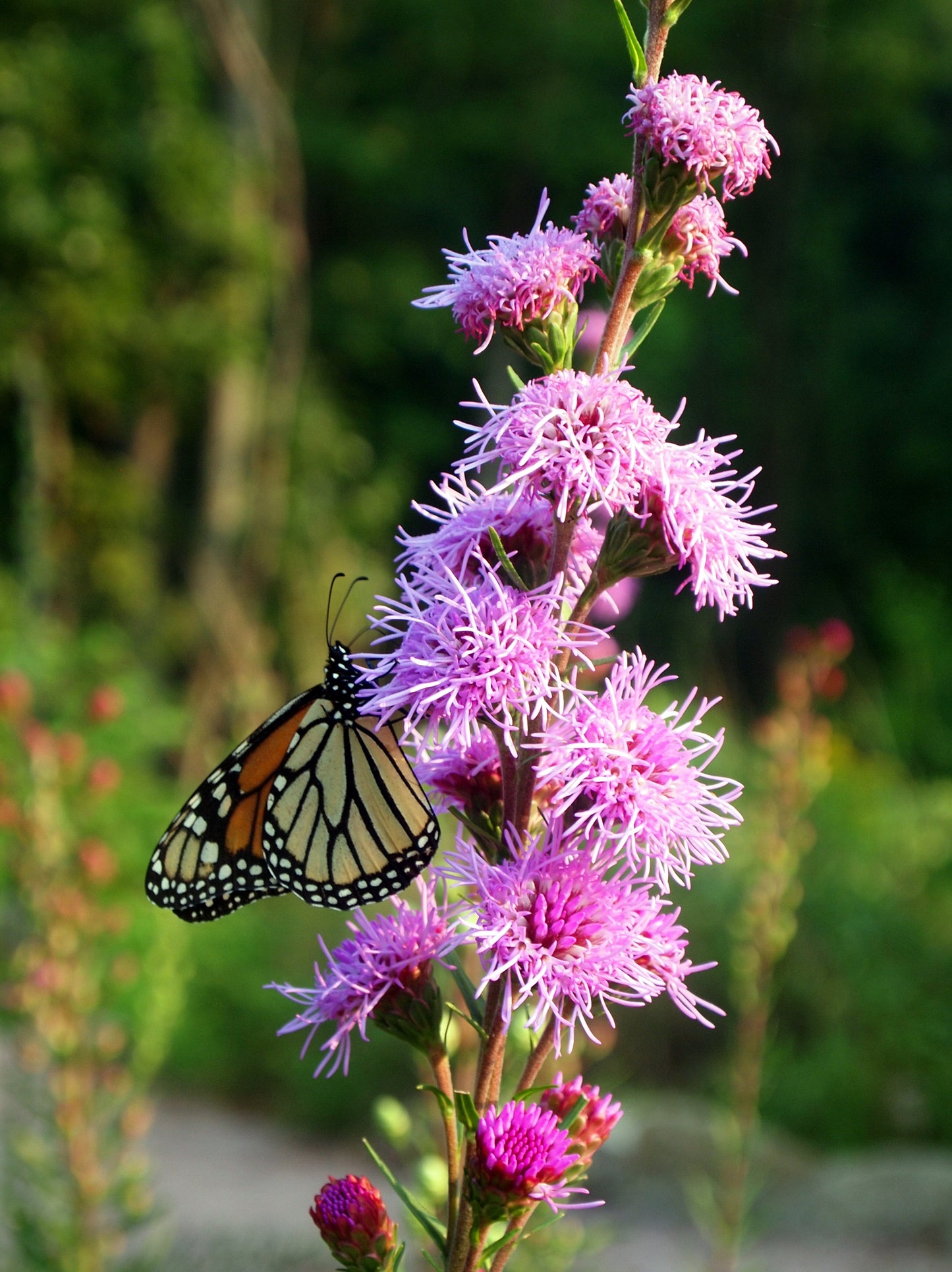 Liatris aspera (rough blazing star)