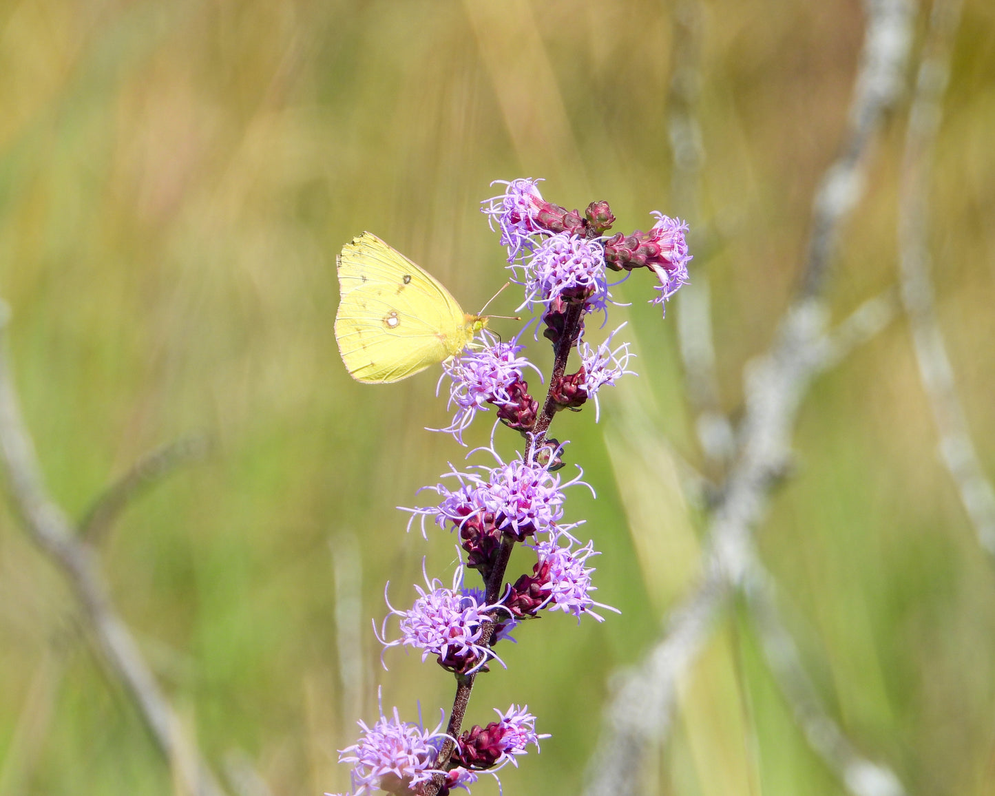 Liatris aspera (rough blazing star)