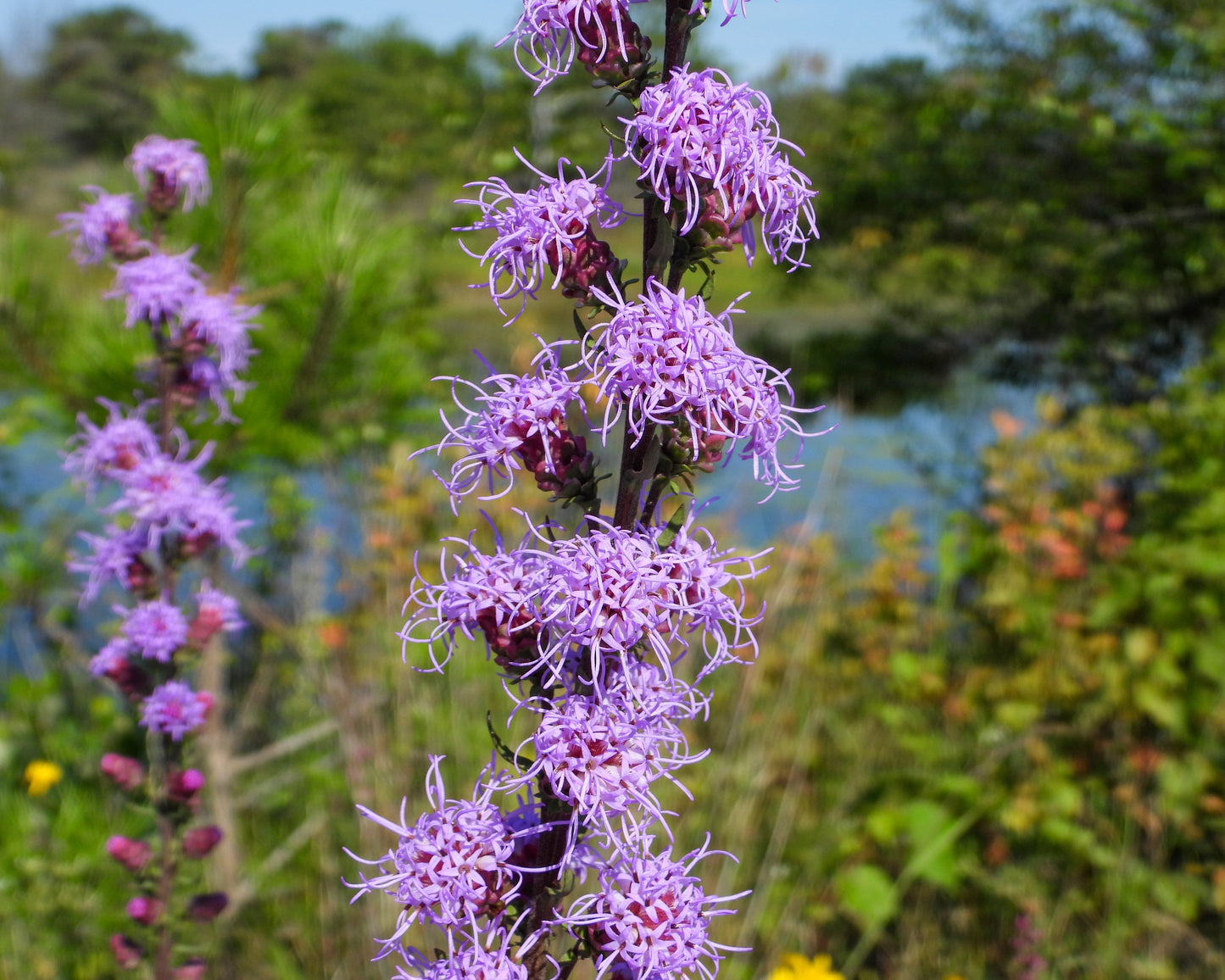 Liatris aspera (rough blazing star)