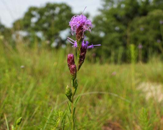 Liatris cylindracea (dwarf blazing star)