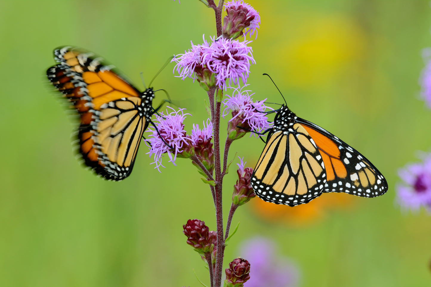 Liatris ligulistylis (meadow blazing star)