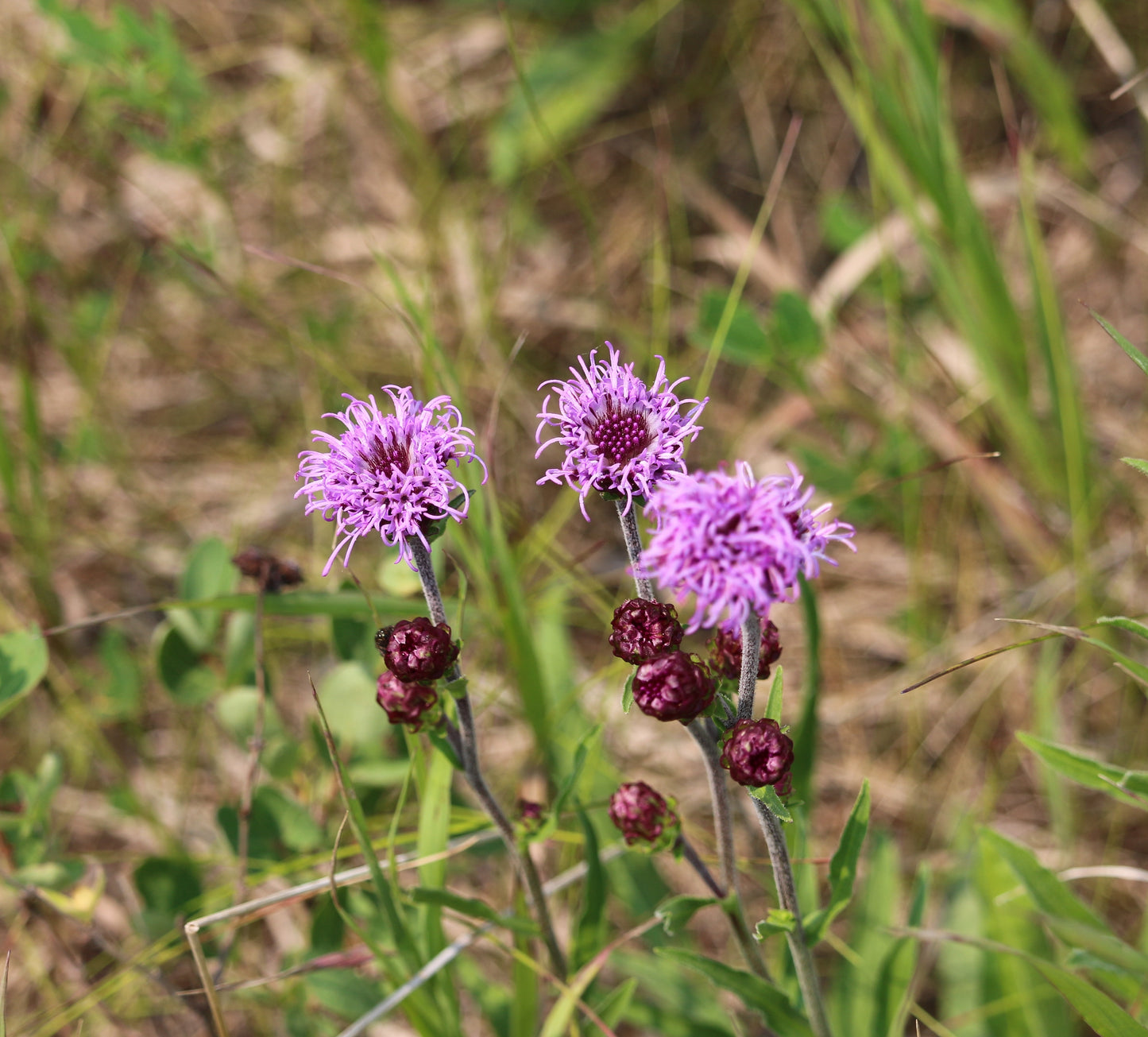 Liatris ligulistylis (meadow blazing star)