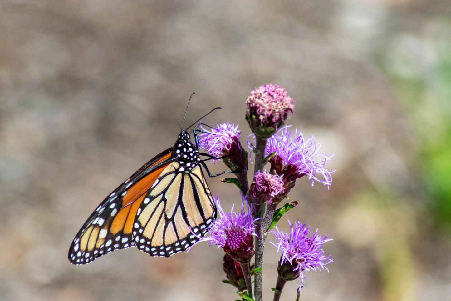 Liatris ligulistylis (meadow blazing star)