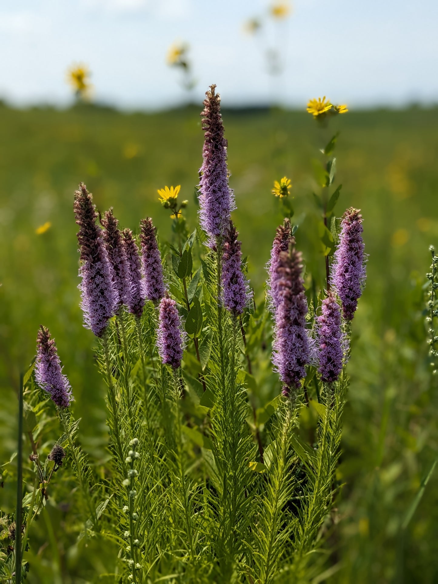 Liatris pycnostachya (prairie blazing star)