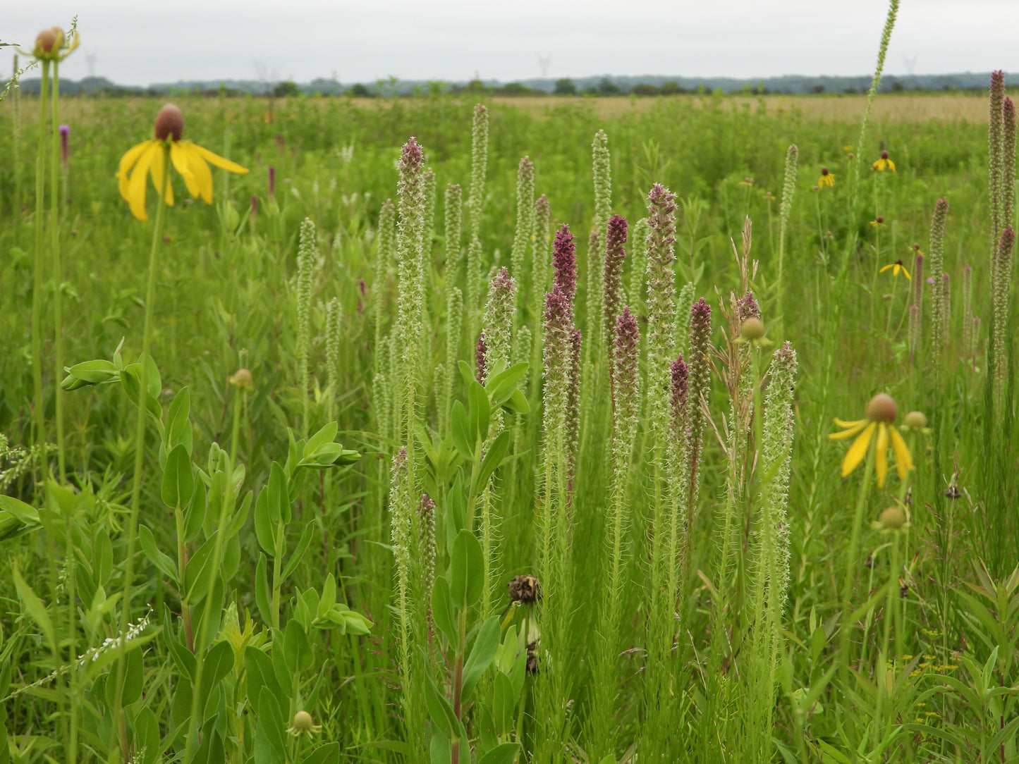 Liatris pycnostachya (prairie blazing star)