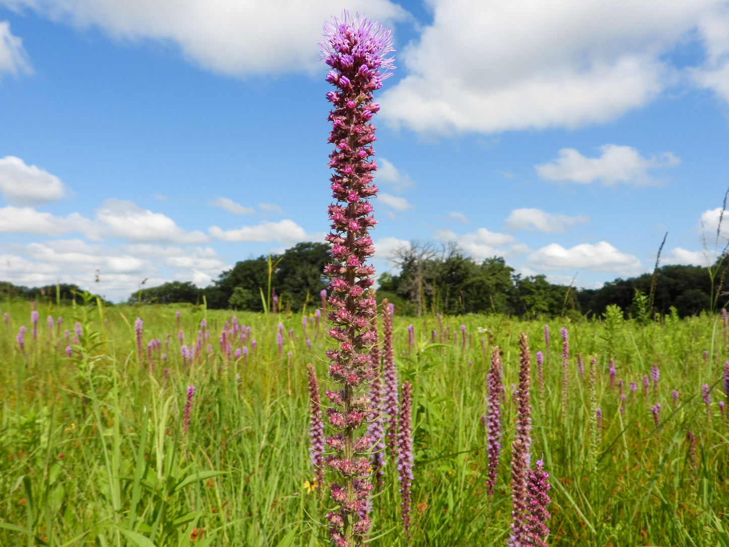 Liatris pycnostachya (prairie blazing star)