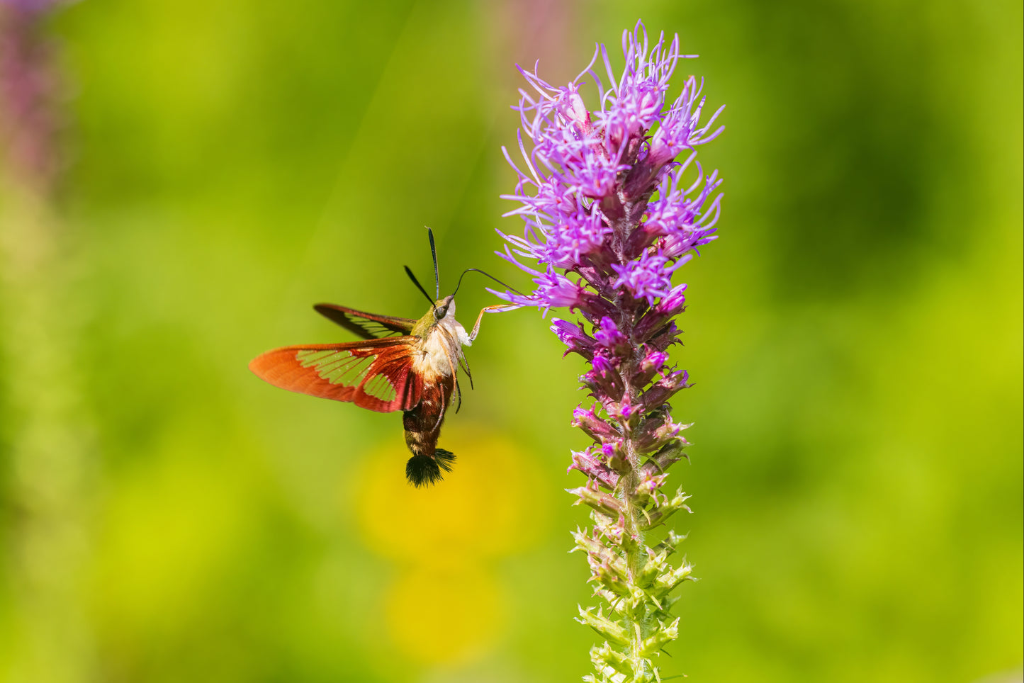 Liatris pycnostachya (prairie blazing star)