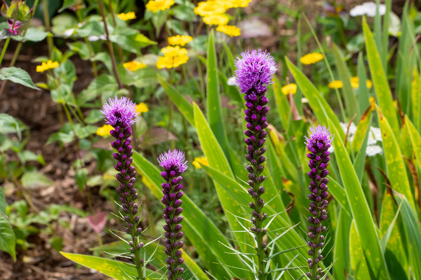 Liatris spicata (dense blazing star)