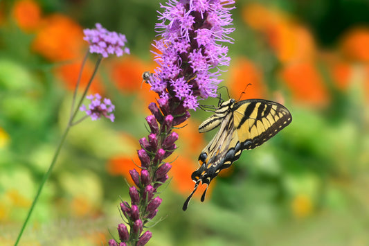 Liatris spicata (dense blazing star)