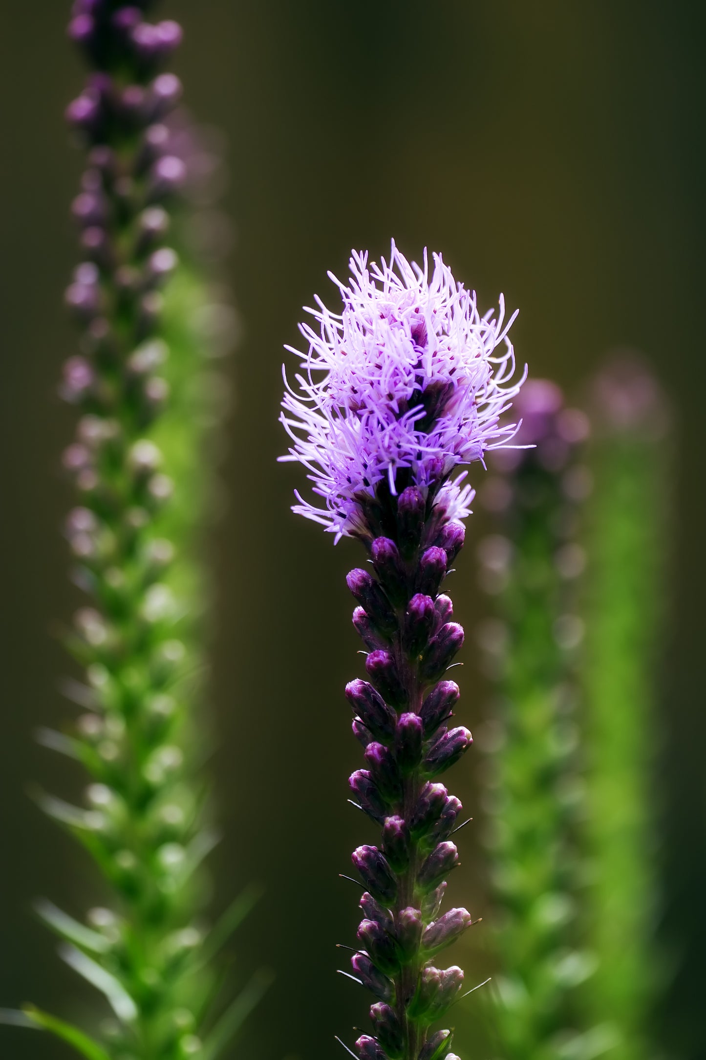 Liatris spicata (dense blazing star)