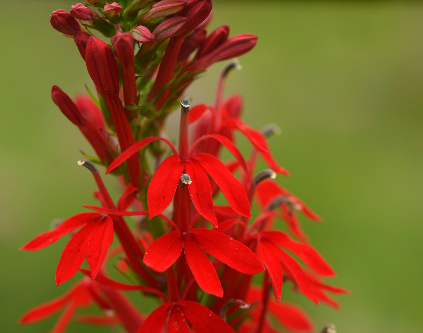 Lobelia cardinalis (cardinal flower)