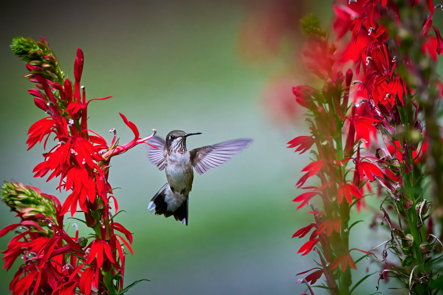 Lobelia cardinalis (cardinal flower)