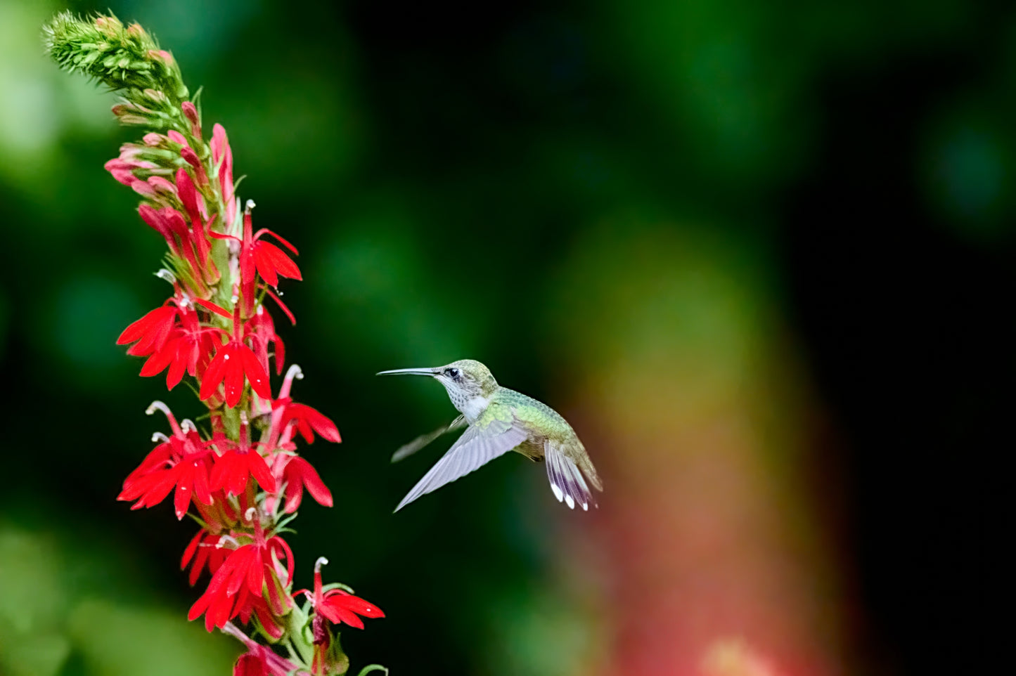 Lobelia cardinalis (cardinal flower)