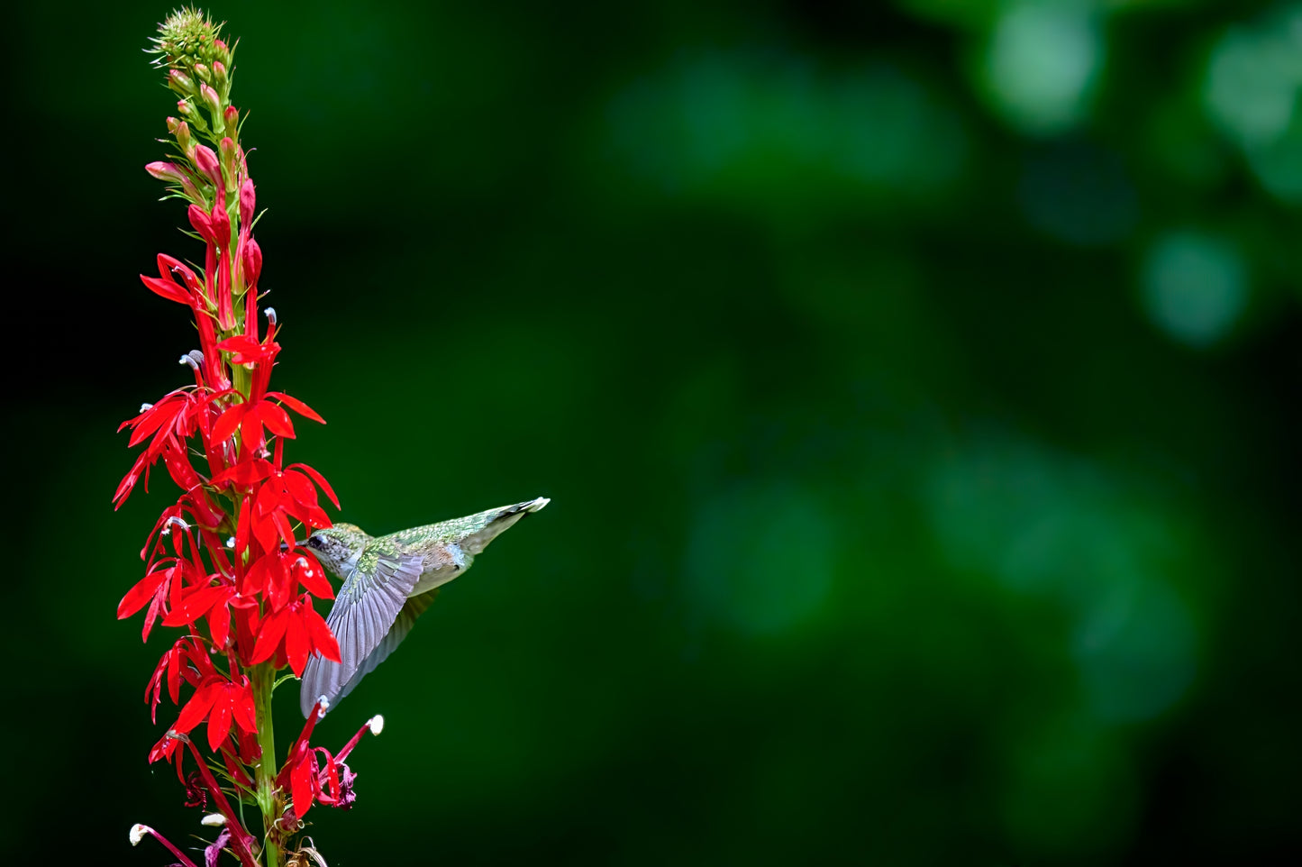 Lobelia cardinalis (cardinal flower)