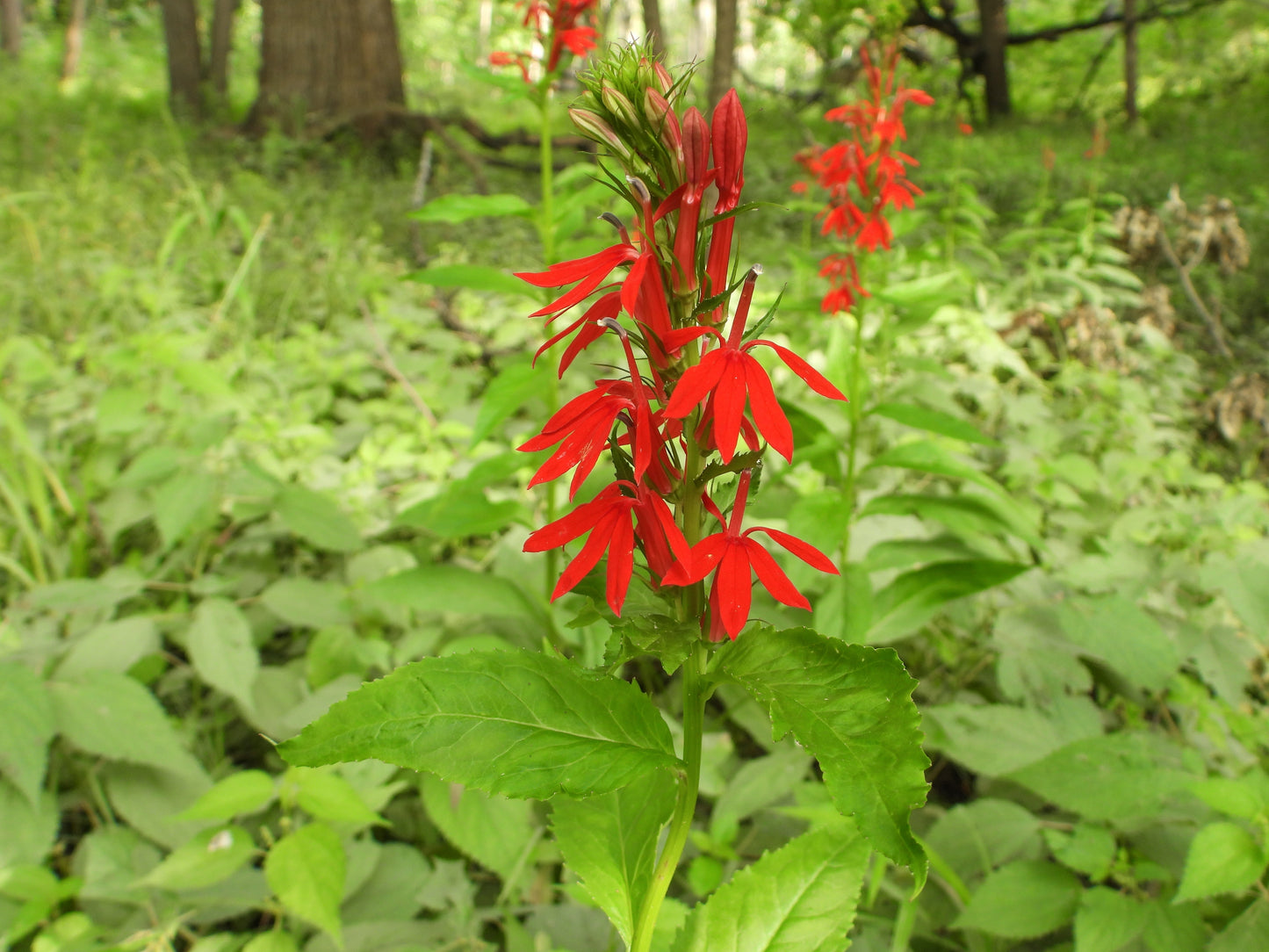 Lobelia cardinalis (cardinal flower)