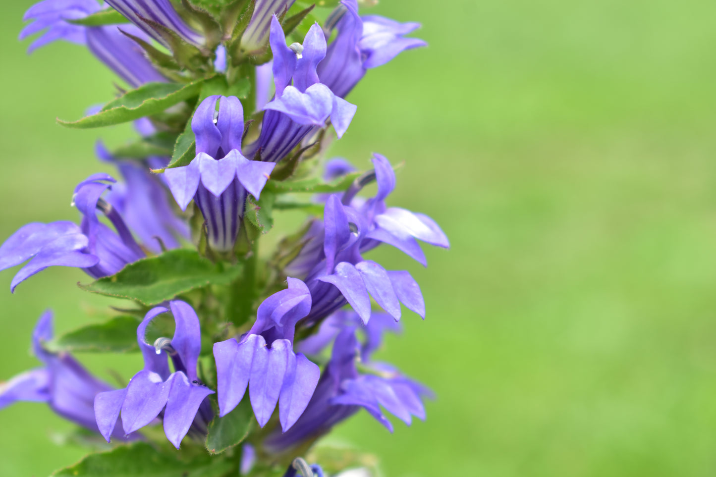 Lobelia siphilitica (great blue lobelia)